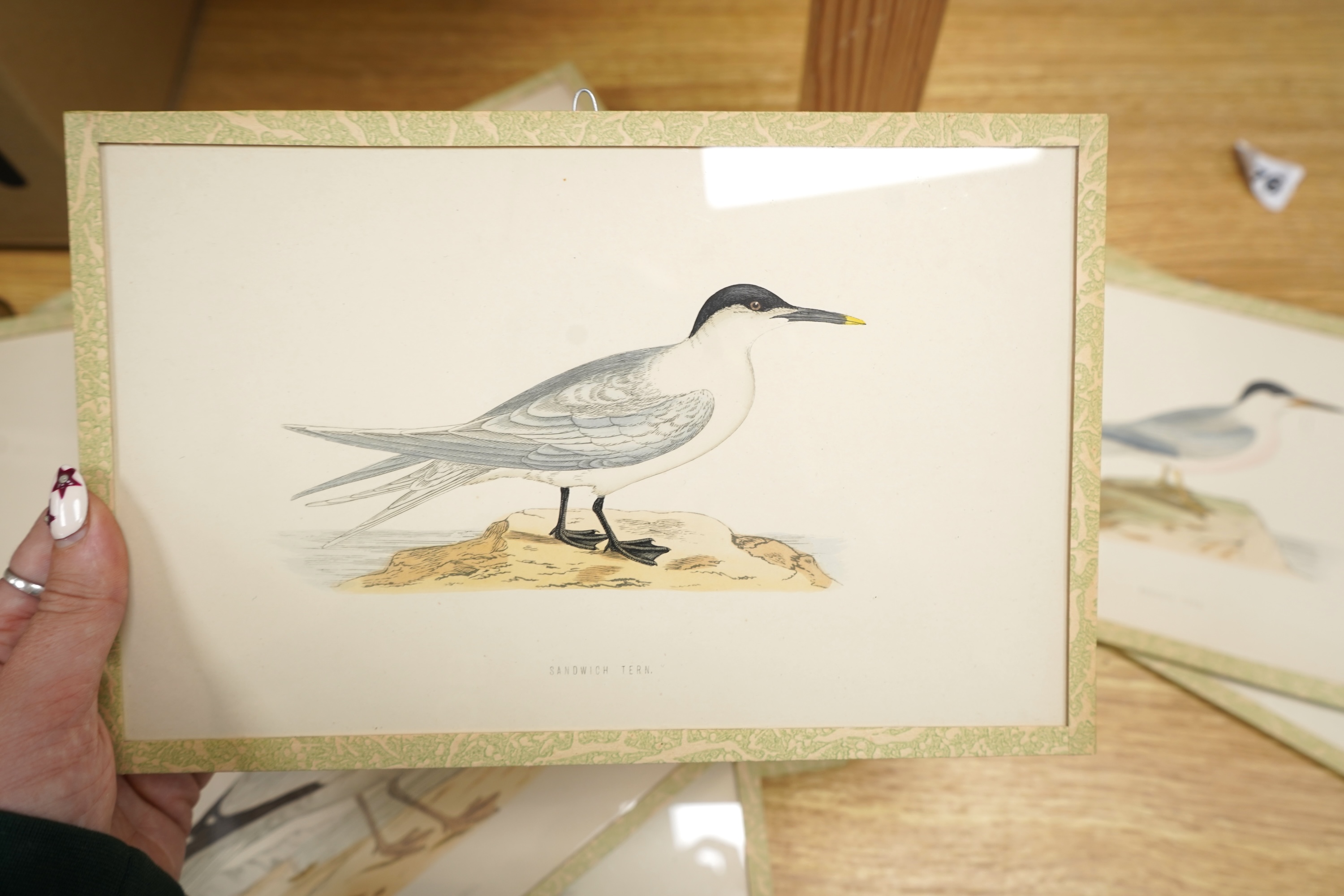 A group of eleven colour lithographs, seabirds to include ‘Common Gull’, ‘Buffons Skua’ and ‘Fulmar’, 16 x 25cm